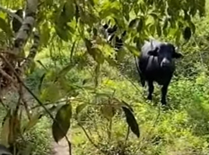 Búfalo encurrala homem