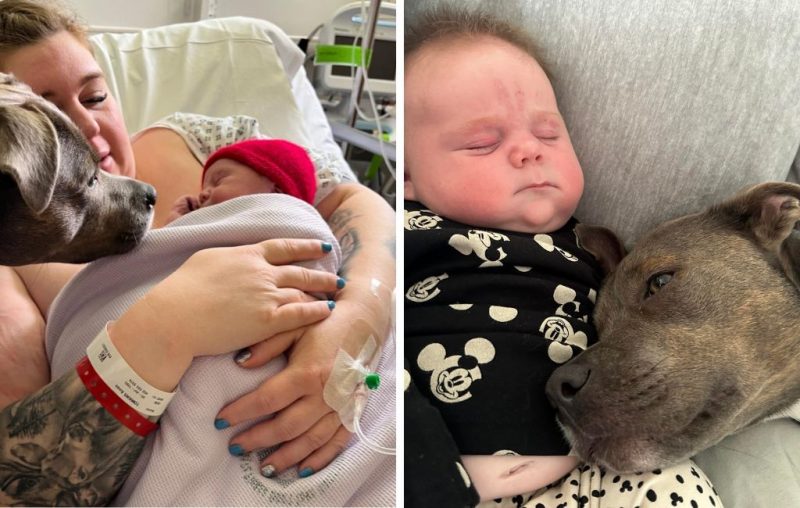 Cachorra acompanha parto de tutora autista e história viraliza