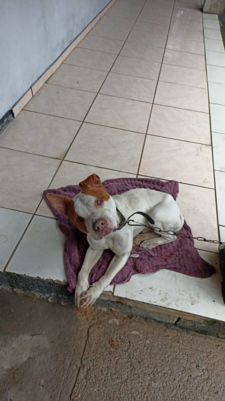 Al&eacute;m de magro, o animal est&aacute; cego de um olho – Foto: Divulga&ccedil;&atilde;o ND