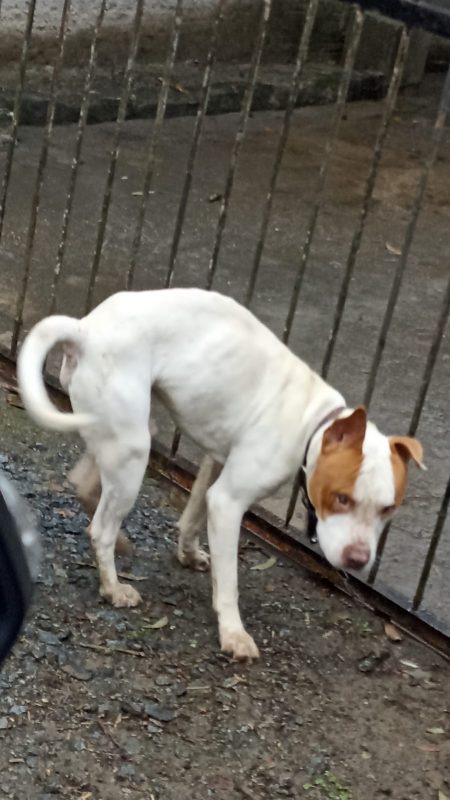 Cachorro é abandonado na chuva em Blumenau