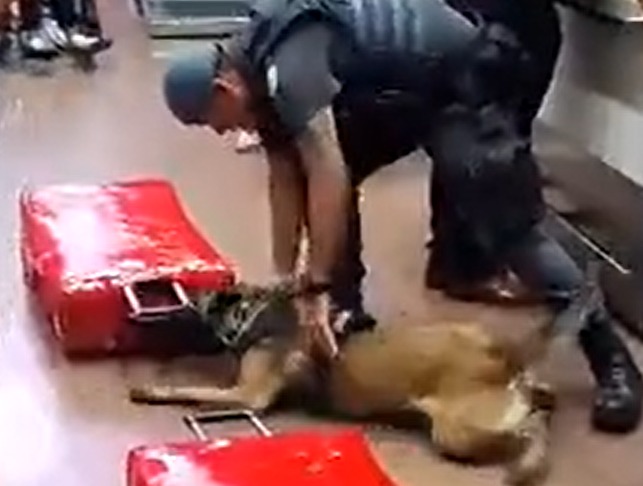 Pastor alem&atilde;o conseguiu achar 26 kg de coca&iacute;na – Foto: Pol&iacute;cia Militar/Reprodu&ccedil;&atilde;o/ND