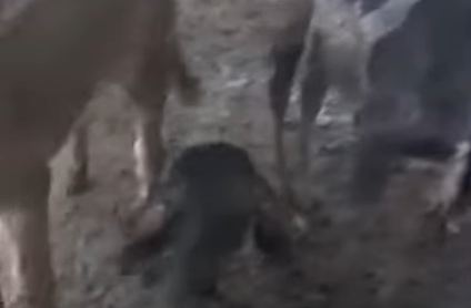 Bezerras ficam feridas após ataque de cachorro