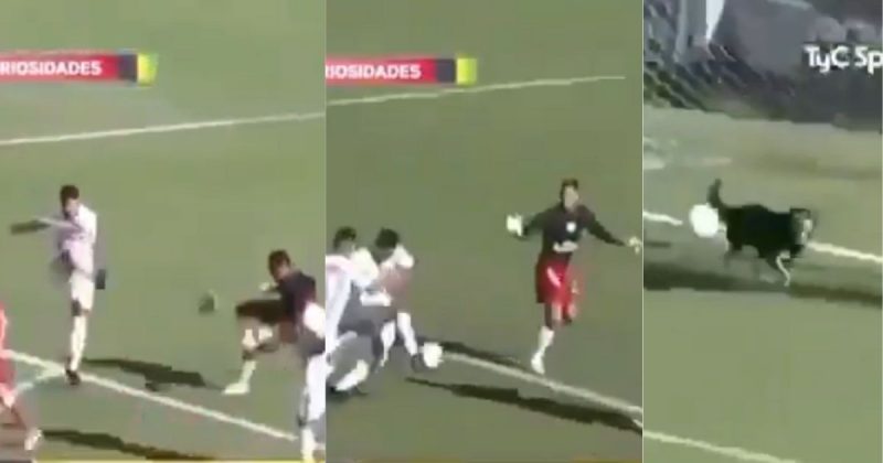 Cachorro evita gol após lambança de goleiro na 5ª divisão da Argentina