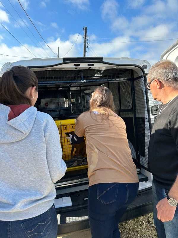 Cachorro foi resgatado e levado para atendimento veterinário 