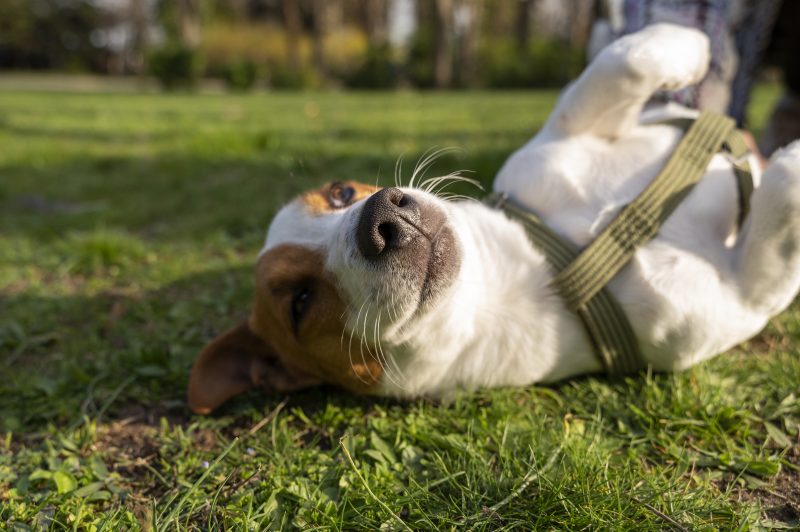A dog lies in the grass, symbolizing adoption fair news.