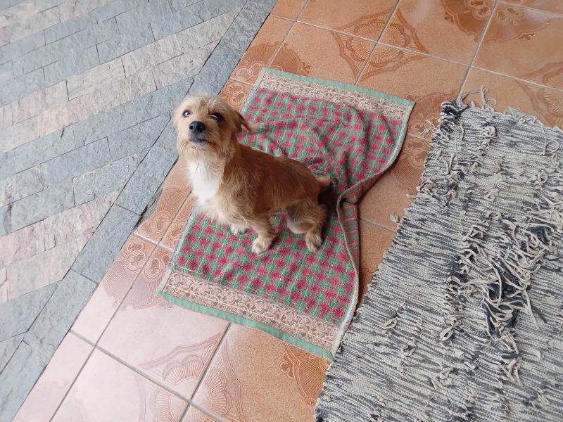 Cachorro caramelo conquista operários em Blumenau