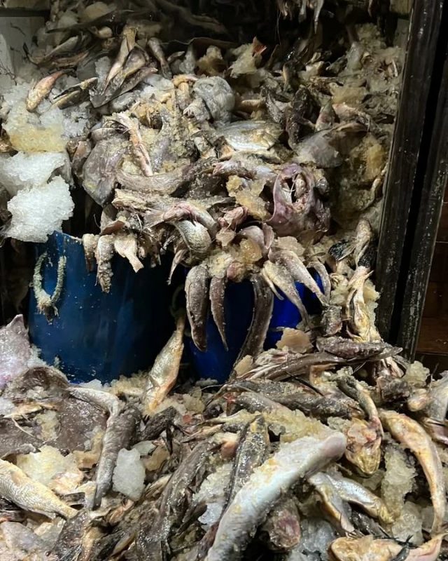 Camarão-rosa foi apreendido