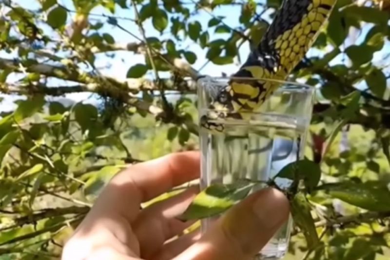 Caninana gravada bebendo água