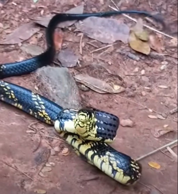 Vídeo mostra cobra caninana que sempre volta na mesma casa; 'a