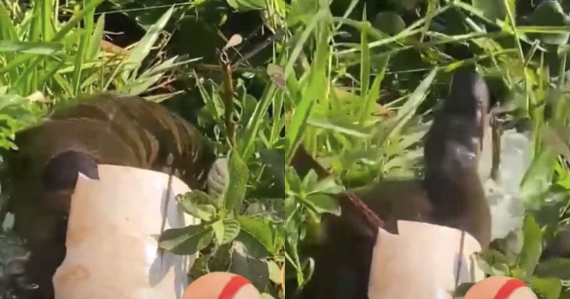 Sucuri entalou em cano de descarga