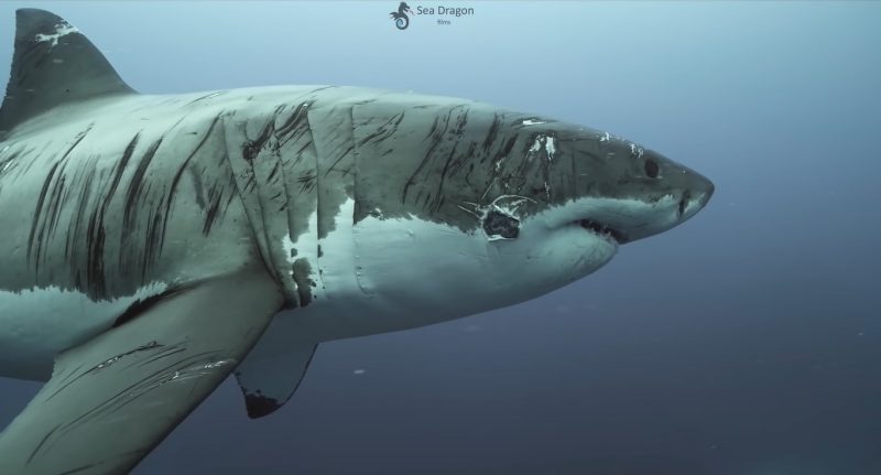 Tubarão branco repleto de cicatrizes é filmado