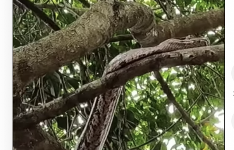 A maior das duas serpentes tinha mais de tr&ecirc;s metros – Foto: Reprodu&ccedil;&atilde;o