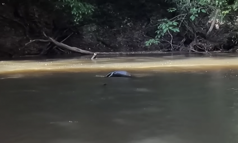 Ariranha chegou bem perto do pescador com o intuito de assust&aacute;-lo – Foto: Reprodu&ccedil;&atilde;o