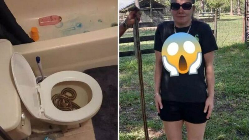  Em vídeo viral no TikTok, Christina registra o momento de pânico após descobrir a presença da cobra no vaso sanitário.