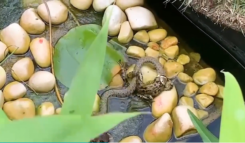 Sapo escapa de virar alimento de cobra