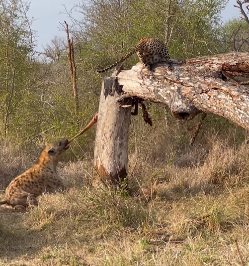 Hiena tentou garantir uma refeição grátis após visualizar a carcaça 