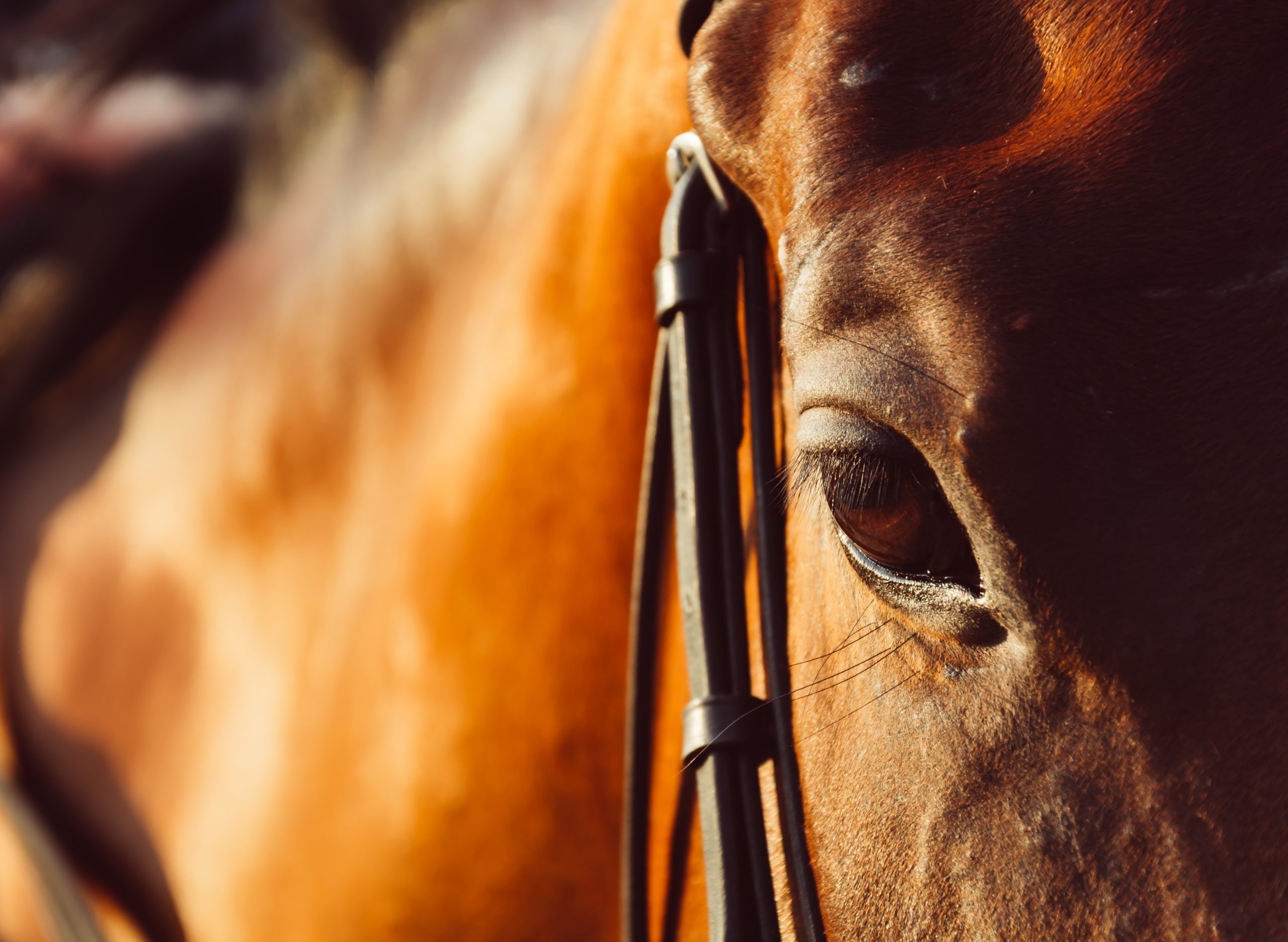 Homem é detido e multado em R$ 20 mil por maus-tratos a cavalos no