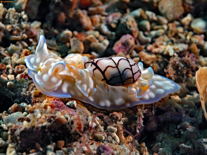 O influenciador digital Vini Patrick explica que esses caracóis são principalmente distribuído no Oceano Atlântico