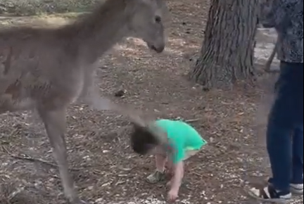 Cervo bate com pata em criança