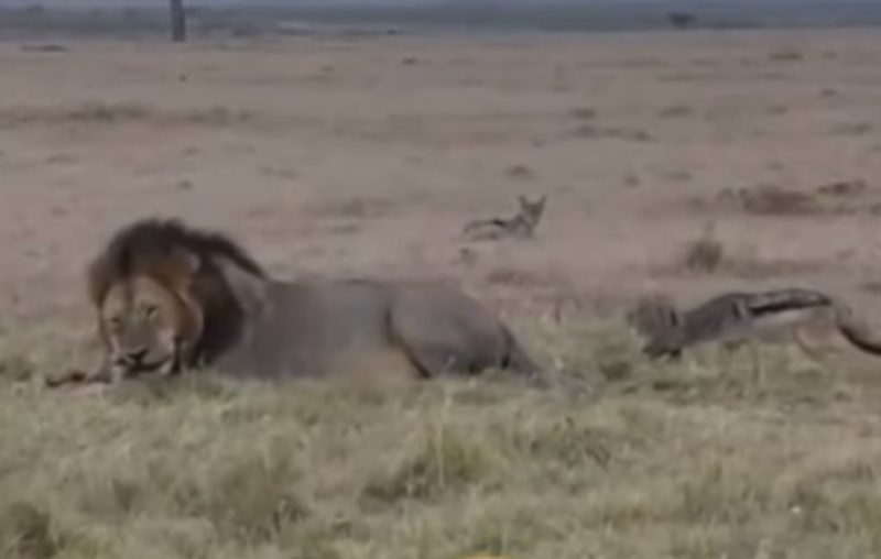 Chacal morde rabo de leão