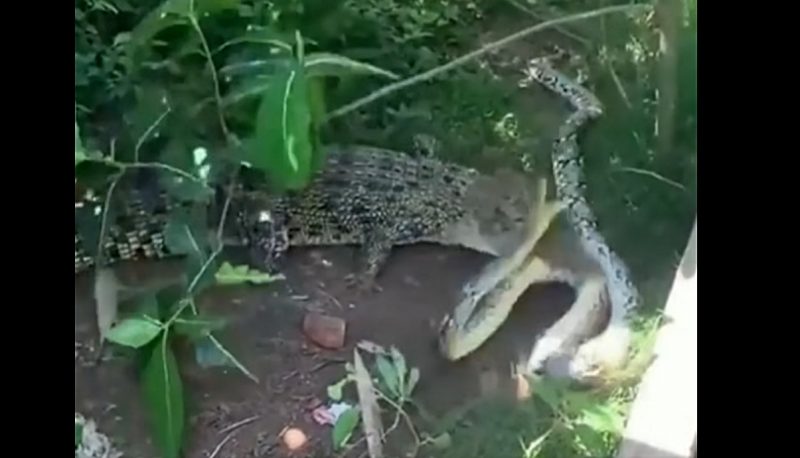 Crocodilo não deu moleza para a cobra 