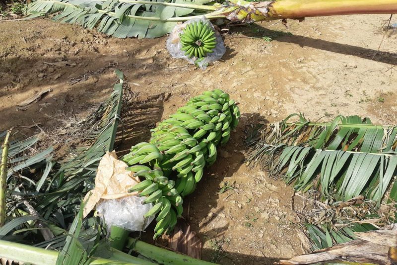 Planta&ccedil;&atilde;o de banana destru&iacute;da por ciclone – Foto: Marcelino Hurmus/Epagri