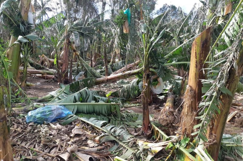 Planta&ccedil;&atilde;o de banana em Garuva – Foto: Marcelino Hurmus/Epagri