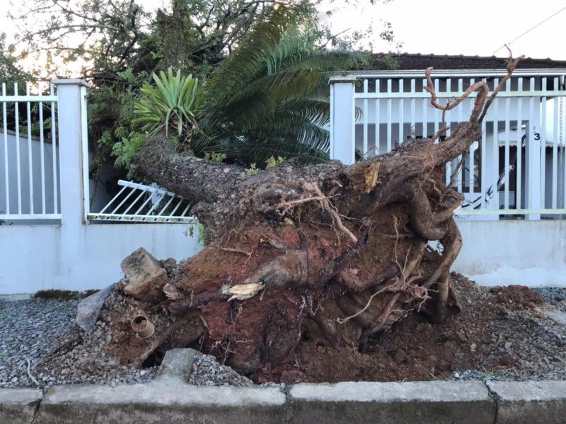 &Aacute;rvore atingiu resid&ecirc;ncia no bairro Vila Nova, em Joinville &ndash; Foto: Adriano Mendes/NDTV