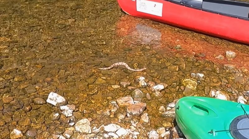 Cobra deu show de natação em um rio 