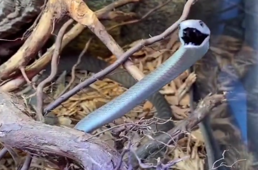 Mamba-negra mostrar o motivo de ser uma das cobras mais temidas