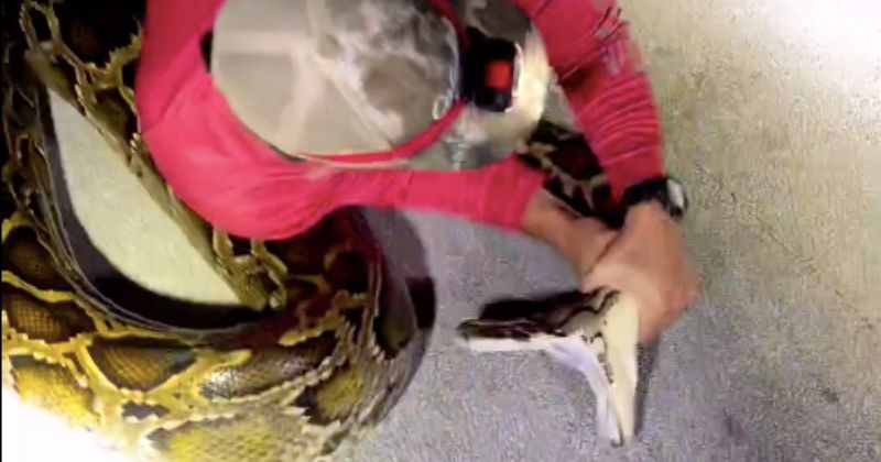 Serpente é a maior da espécie já registrada