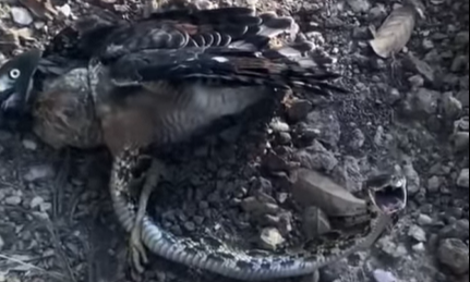 Cobra e gavião em embate