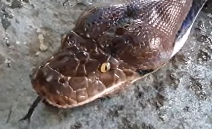 Cobra gigante assusta em vídeo