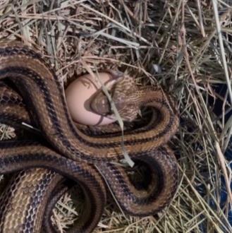 O vídeo mostra o momento em que a cobra engole o ovo maior que a própria cabeça; o registro é de Christopher Gillette