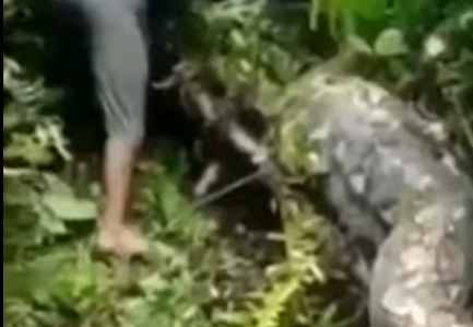 Píton acaba morta em vídeo
