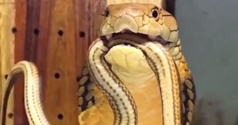 Animal impressiona com barulho assustador durante ataque – Foto: Bi&oacute;logo Henrique/Reprodu&ccedil;&atilde;o/ND