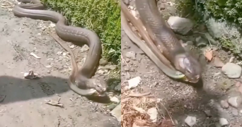 Cena horripilante foi flagrada em rua – Foto: Bi&oacute;logo Henrique/Reprodu&ccedil;&atilde;o/ND