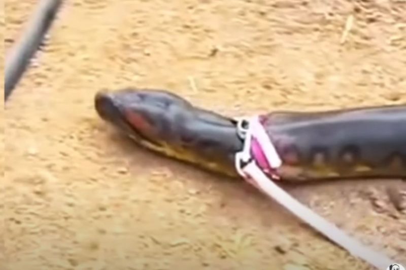 Cobra de coleira viralizou na web – Foto: Reprodu&ccedil;&atilde;o/Redes Sociais/ND