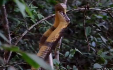 Moment of dispute between female king cobras