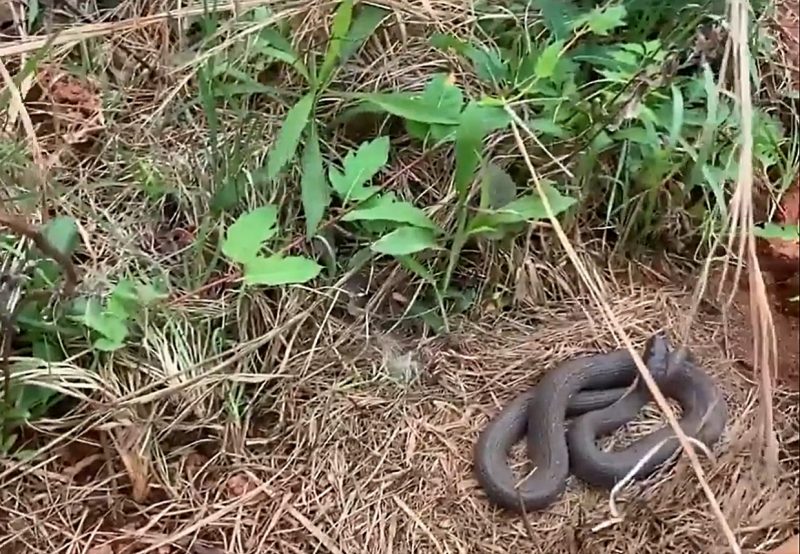 Cobra enrolada deixa caçador eufórico 