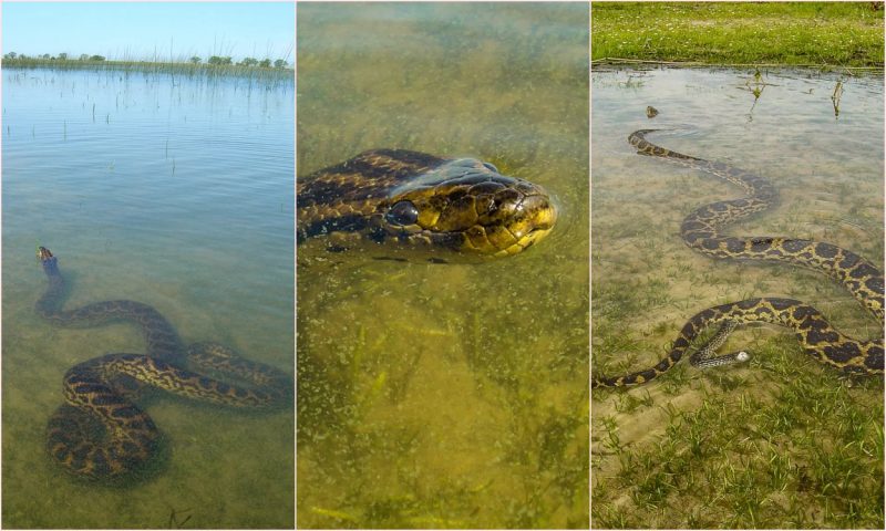 Colagem mostra uma sequência de fotos da Anaconda Amarela 
