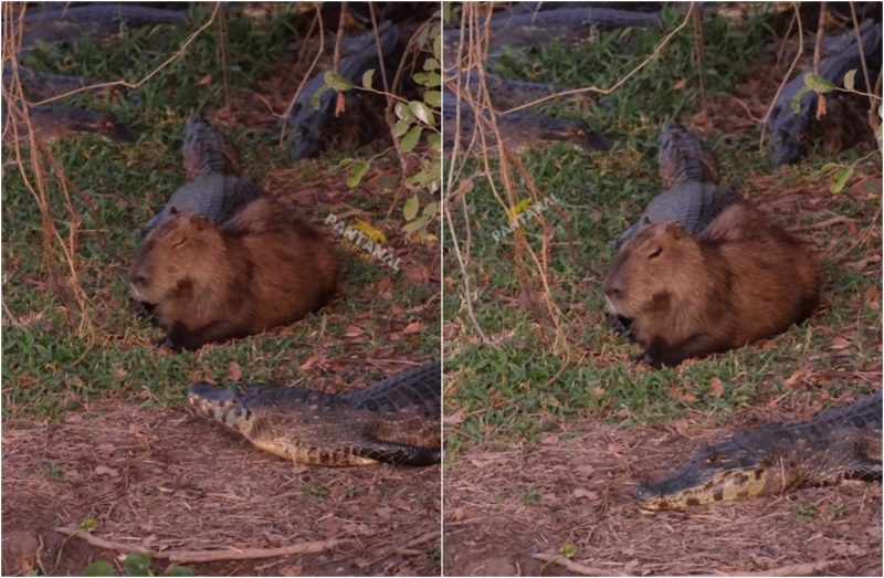 musica da clara a capivara