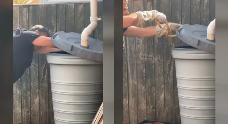 Cobra é encontrada dentro de barril com água e dá trabalho para especialista capturar.