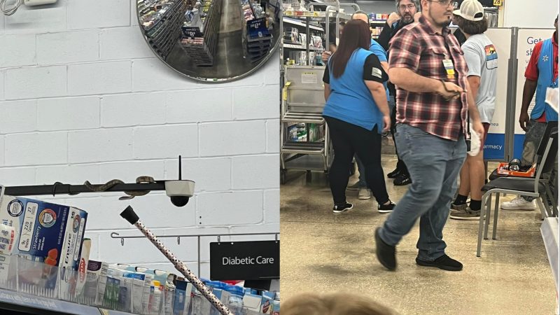 Cobra é flagrada em suporte de câmera de segurança 