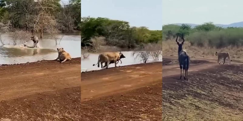 Antílope se vê em perigo e usa sua agilidade para deixar dois predadores para trás