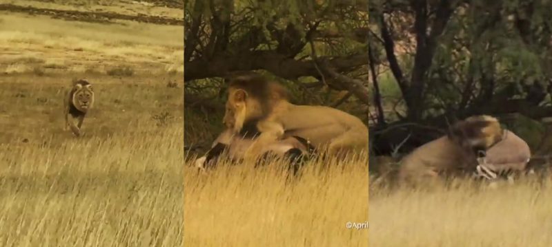 O leão se aproveitou da situação e partiu para cima do enorme antílope africano; o registro foi feito no Parque Kgalagadi, na África do Sul
