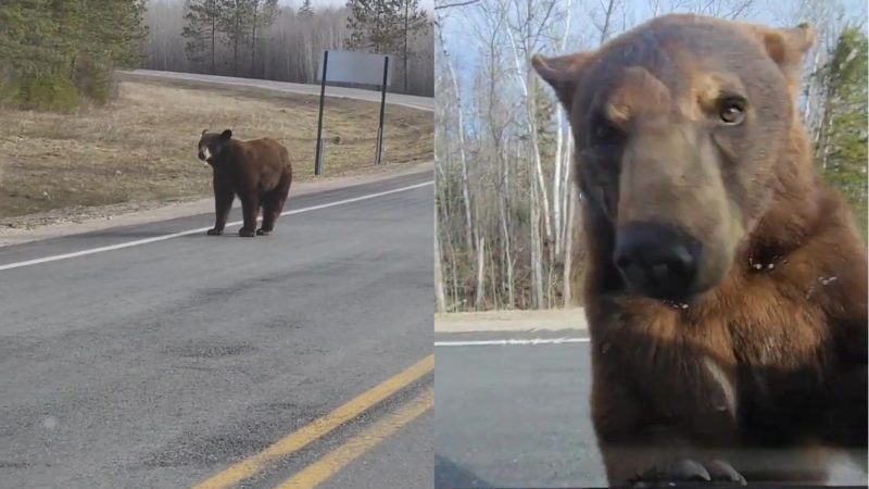 Urso monstruoso aparece na janela do carro e quase mata motorista de susto