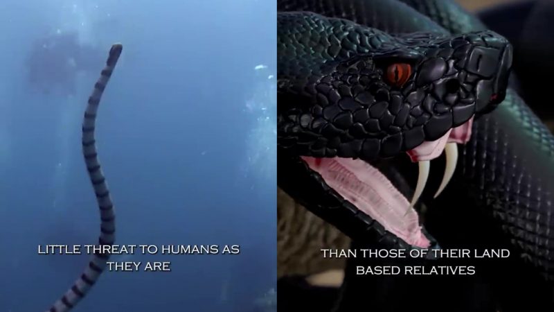 Essas cobras são encontradas em mar aberto, lagoas costeiras, portos e baías rasas em uma profundidade entre 4 e 30 metros