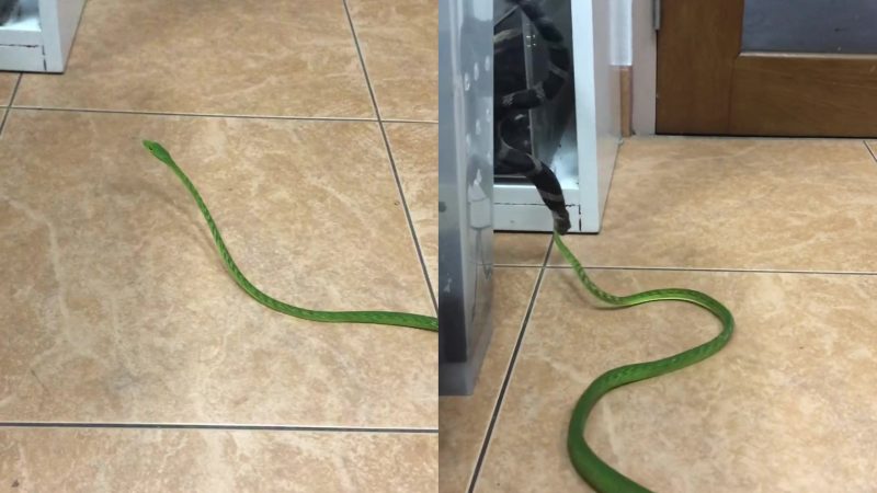 Cobra verde é atacada ferozmente por outra serpente enquanto circulava pela casa