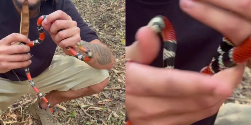 Cobra coral pica o dedo de um influenciador digital durante a gravação de um vídeo.